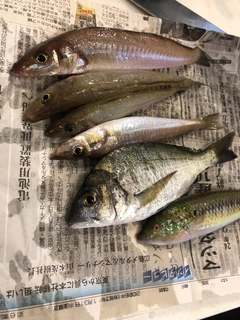 キスの釣果