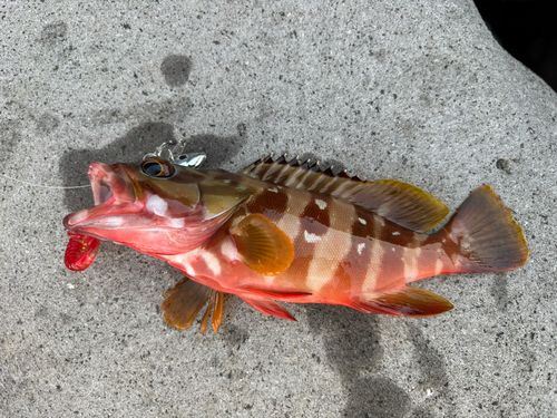 アカハタの釣果