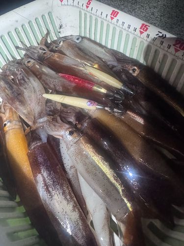 スルメイカの釣果