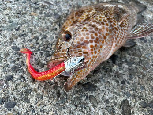 オオモンハタの釣果