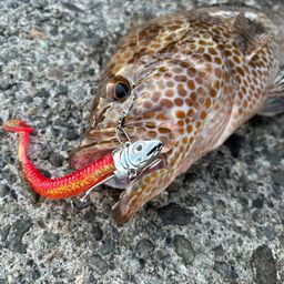 オオモンハタ