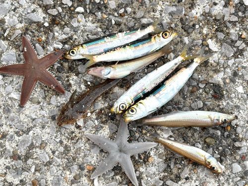 メゴチの釣果
