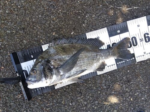 チヌの釣果