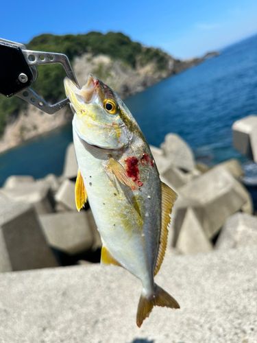 シオの釣果