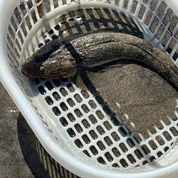 マゴチ