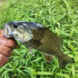 スモールマウスバス
