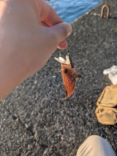 オオモンハタの釣果