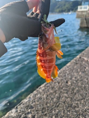 アカハタの釣果