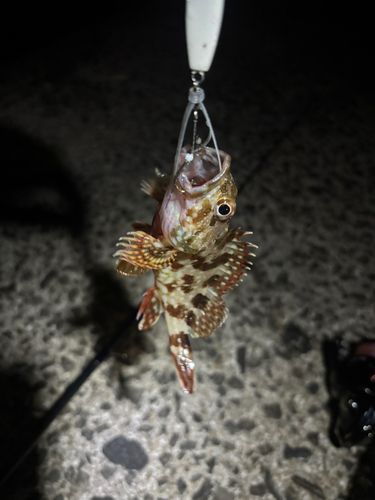 アラカブの釣果