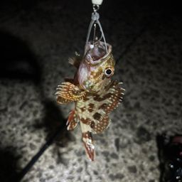 アラカブ