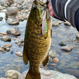 スモールマウスバス