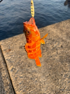 アカハタの釣果