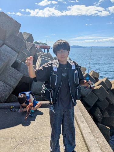 キジハタの釣果