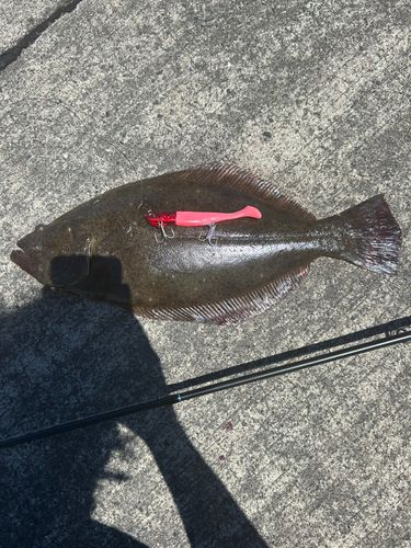 ヒラメの釣果