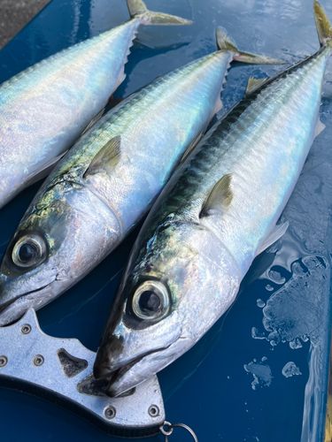 サバの釣果