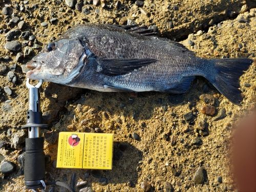 チヌの釣果