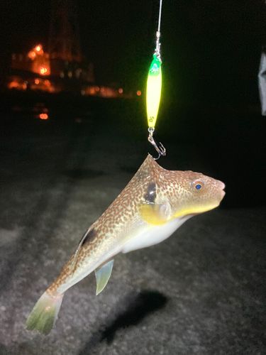 釣果