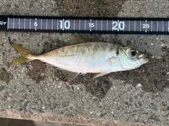 マルアジの釣果