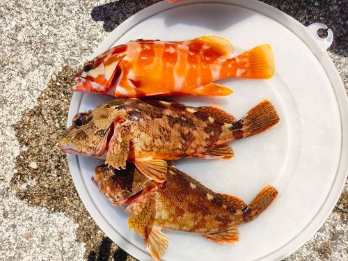 アカハタの釣果
