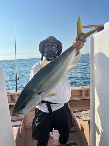 ブリの釣果