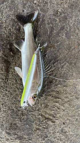 セイゴ（マルスズキ）の釣果