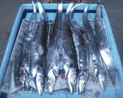 タチウオの釣果