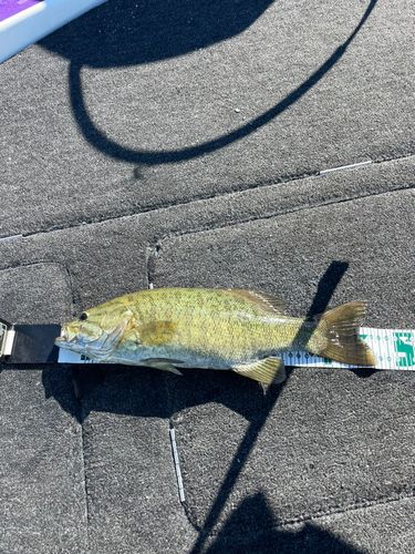 スモールマウスバスの釣果