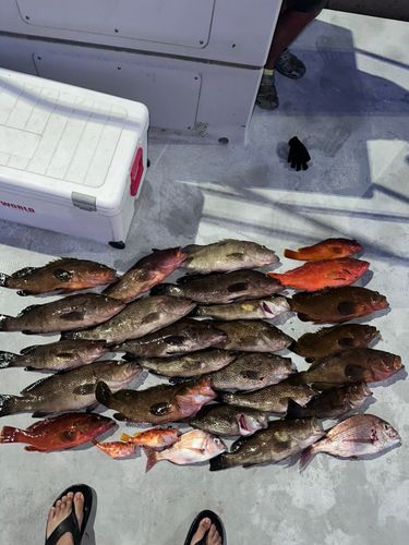 オオモンハタの釣果
