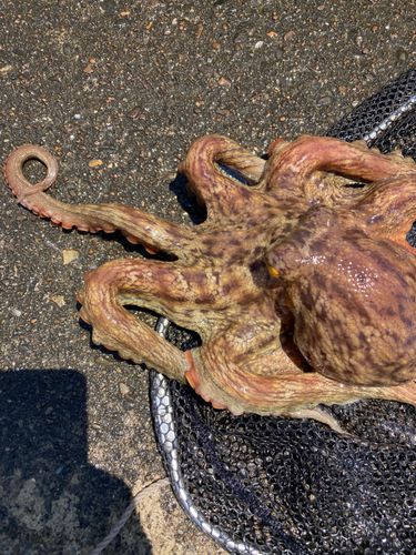 タコの釣果