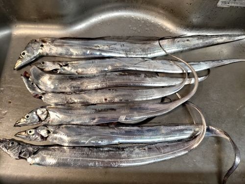 タチウオの釣果