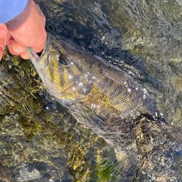 スモールマウスバス