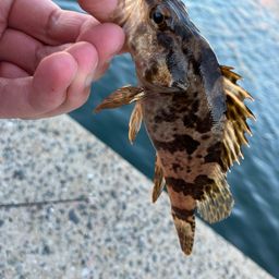 タケノコメバル