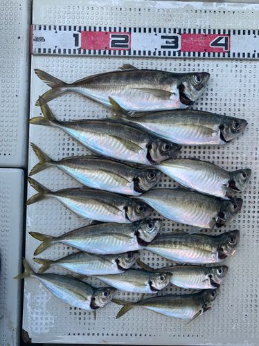 アジの釣果