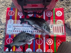 チヌの釣果