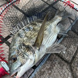 クロダイ