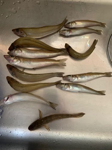 キスの釣果