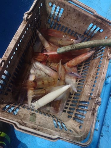 ケンサキイカの釣果
