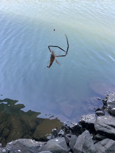 テナガエビの釣果