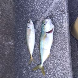 ツバス