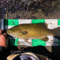 スモールマウスバス