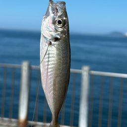 アジ