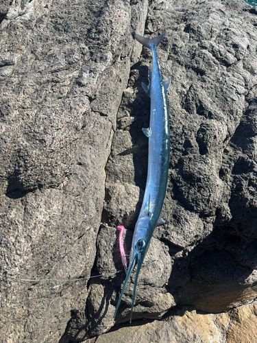 ダツの釣果