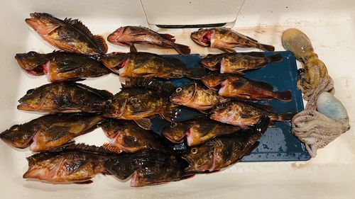 カサゴの釣果