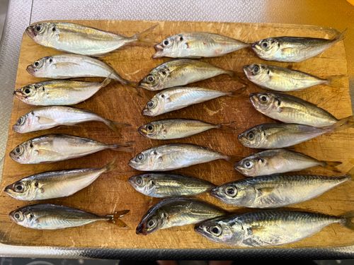 アジの釣果