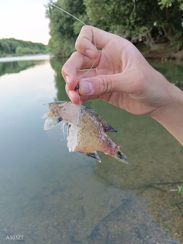 ブルーギルの釣果