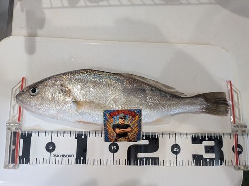 イシモチの釣果