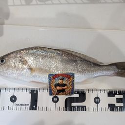 イシモチ