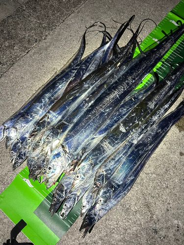 タチウオの釣果