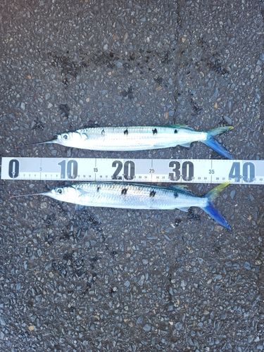 ホシザヨリの釣果