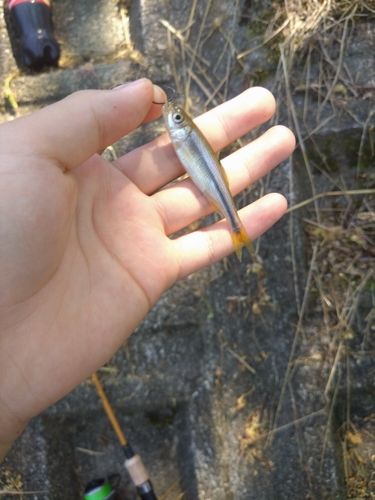 カワムツの釣果